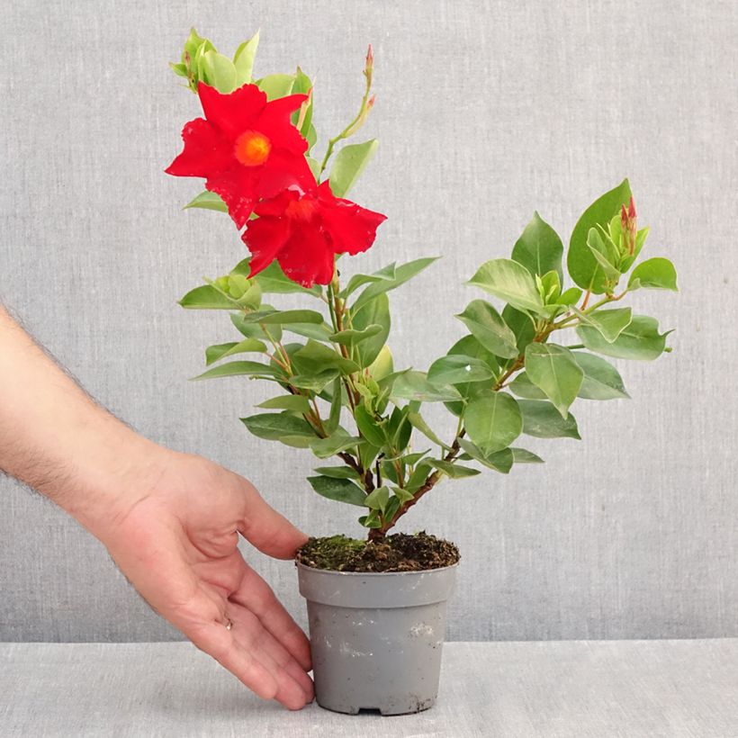 Dipladenia x hybrida Bella Compact Red 10cm/11cm pot sample as delivered in autumn