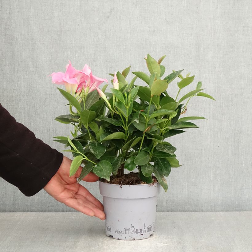 Dipladenia x hybrida Bella Pink 1L/1.5L pot sample as delivered in spring