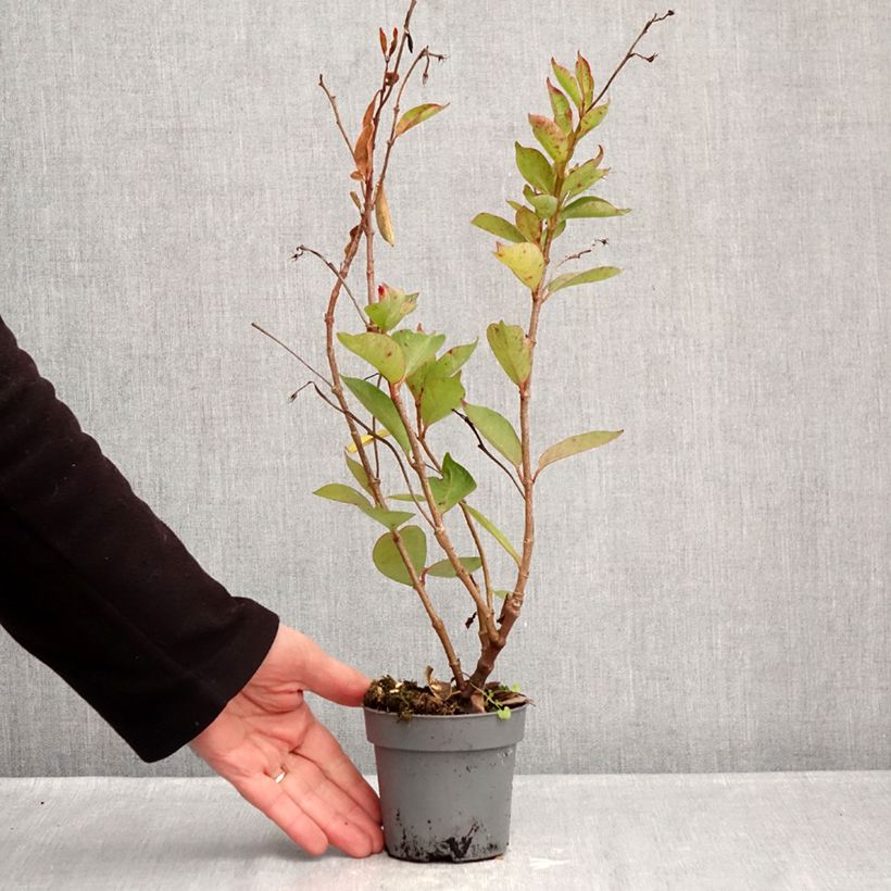 Dipladenia x hybrida Bella Pink Star 12cm pot sample as delivered in winter