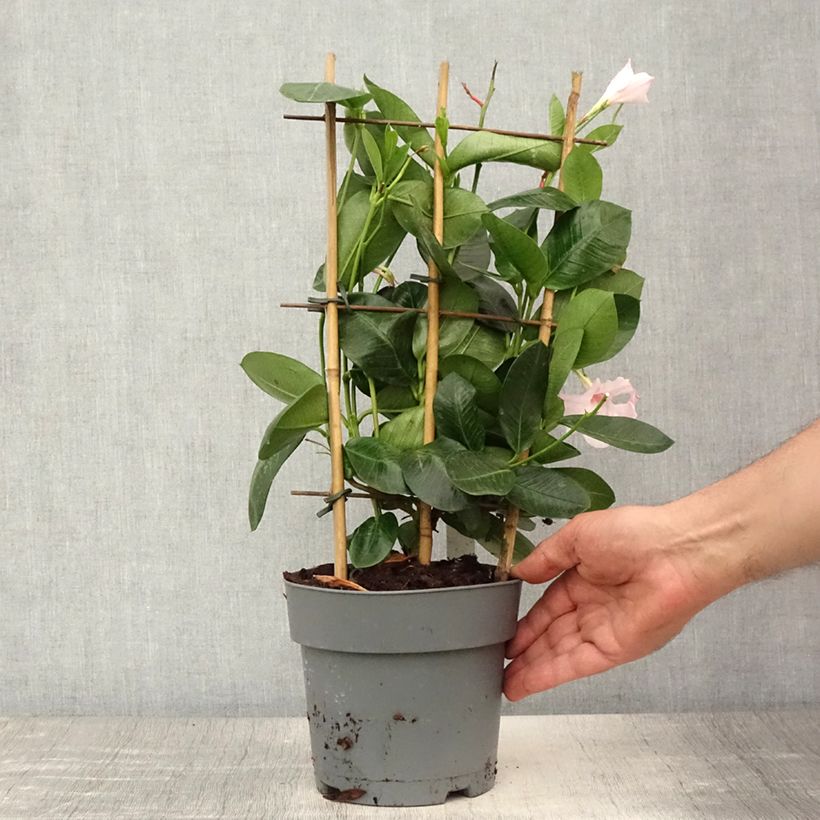 Mandevilla Diamantina Agate Mini Strawberry Red 1.5L/2L pot sample as delivered in summer