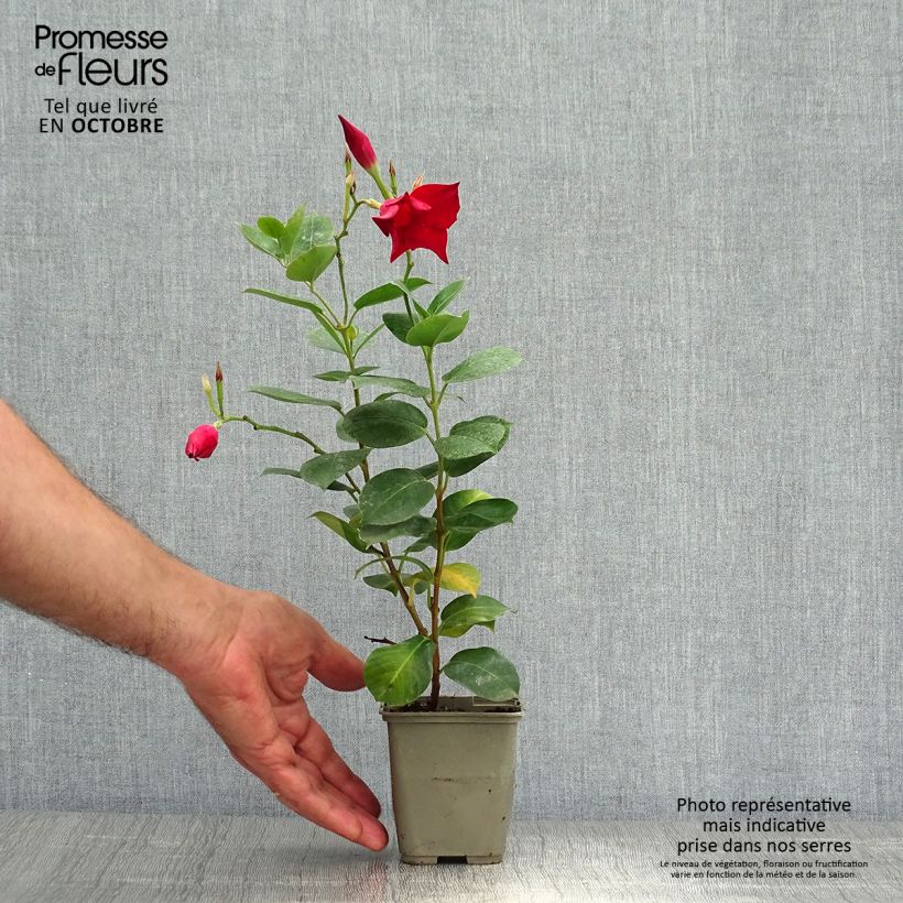 Dipladenia Diamantina Jade Red - Rocktrumpet 2L/3L pot sample as delivered in autumn