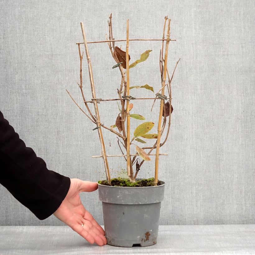 Dipladenia x sanderi Diamantina Jade Rose - Rocktrumpet 2L/3L pot sample as delivered in winter