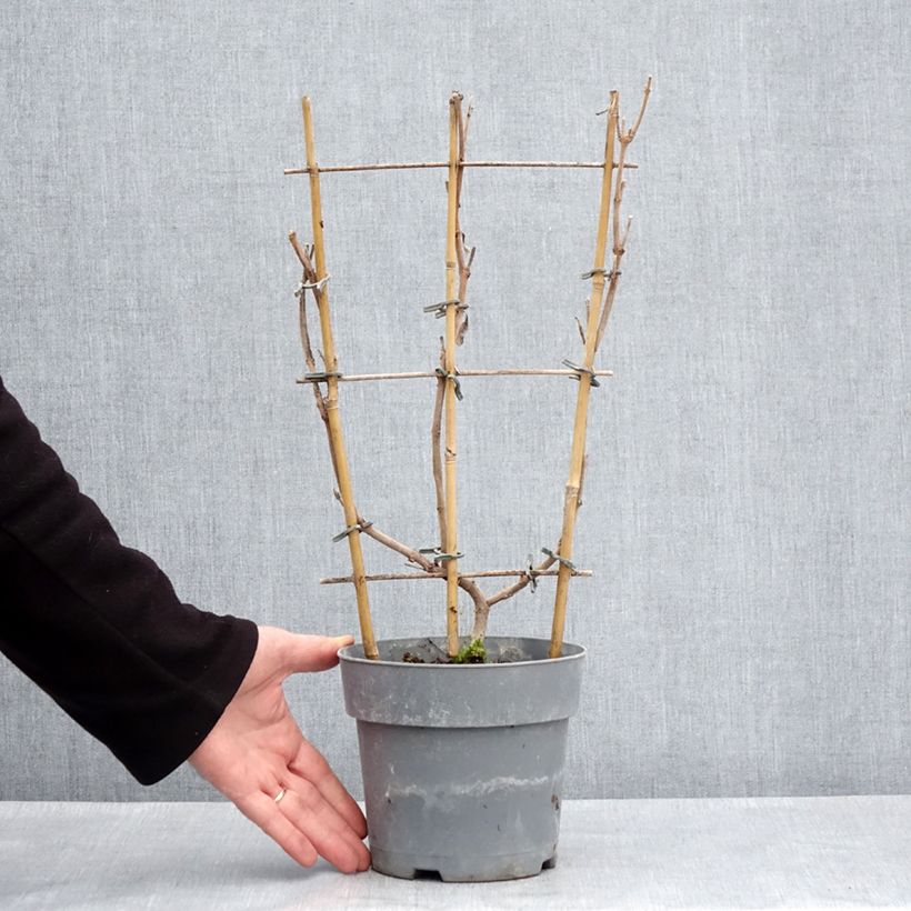 Dipladenia x sanderi Diamantina Jade Rose - Rocktrumpet 2L/3L pot sample as delivered in spring