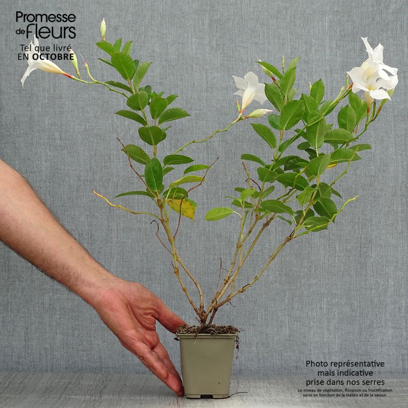 Dipladenia Diamantina Jade White 10cm/11cm pot sample as delivered in autumn