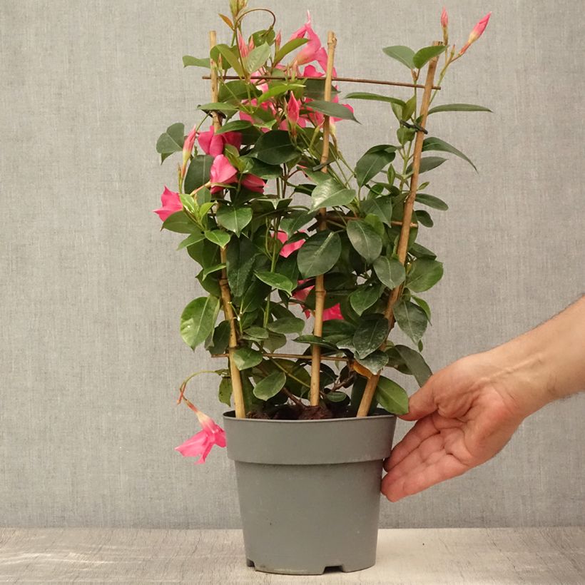 Dipladenia x sanderi Diamantina Opale Fuchsia Flammé - Rocktrumpet 2L/3L pot sample as delivered in summer