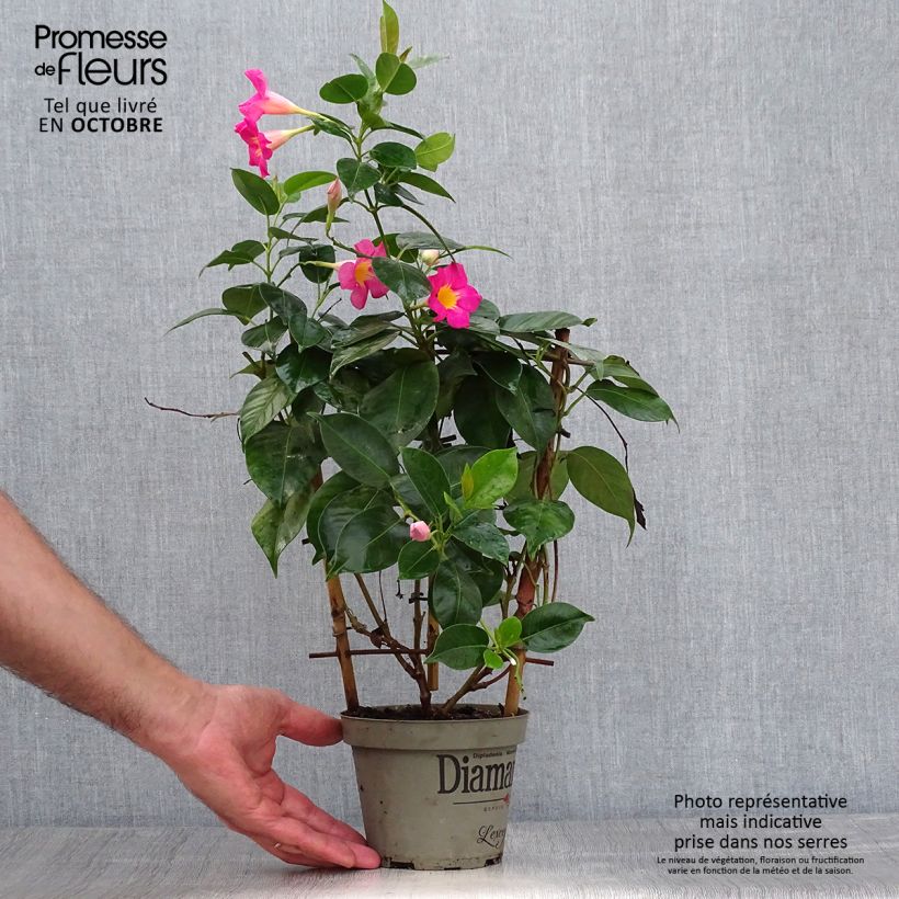 Dipladenia x sanderi Diamantina Quartz Pink & Yellow - Rocktrumpet 1L/1.5L pot sample as delivered in autumn
