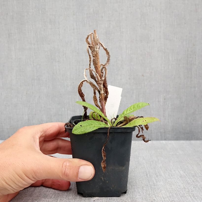 Dipsacus fullonum - Wild Teasel 8/9 cm pot sample as delivered in autumn