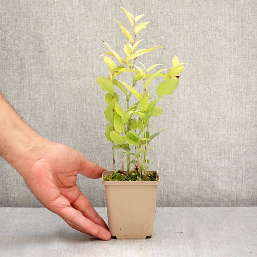 Disporum cantoniense Green Giant 10cm/11cm pot sample as delivered in summer