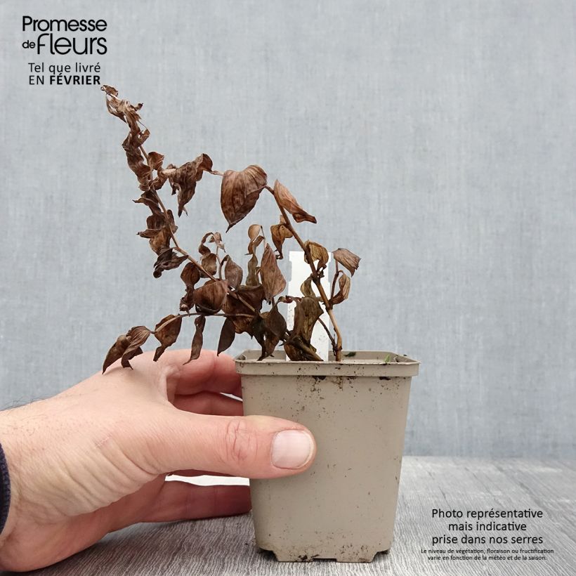 Disporum megalanthum 8/9 cm pot sample as delivered in winter