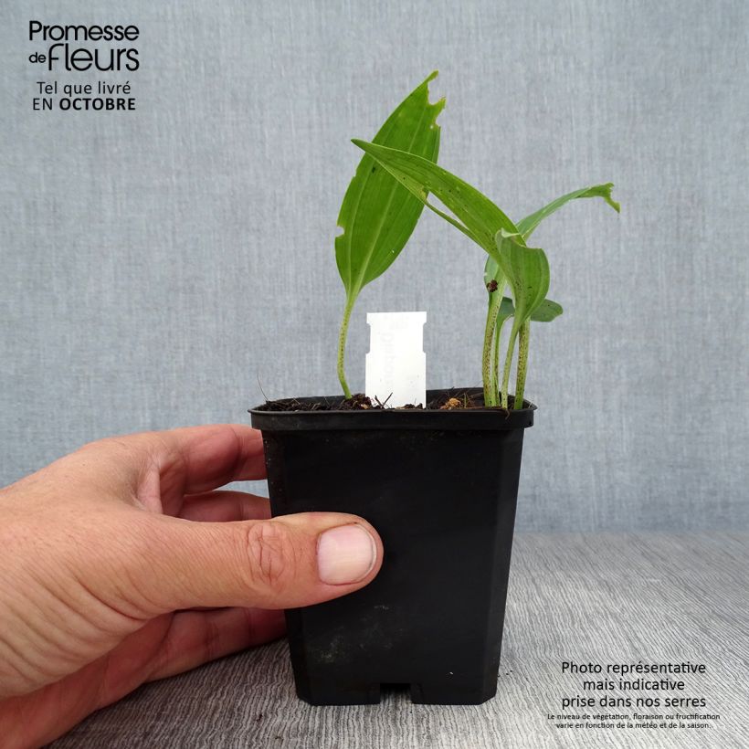Disporum sessile 8/9 cm pot sample as delivered in autumn