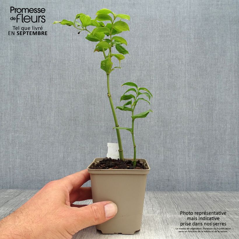 Disporum uniflorum 8/9 cm pot sample as delivered in autumn