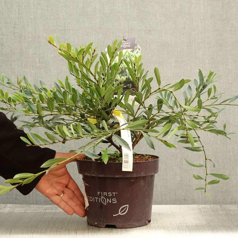 Distylium Cinnamon Girl 3L/4L pot sample as delivered in autumn