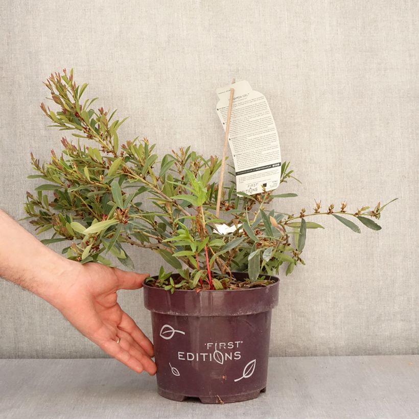 Distylium Cinnamon Girl 3L/4L pot sample as delivered in spring