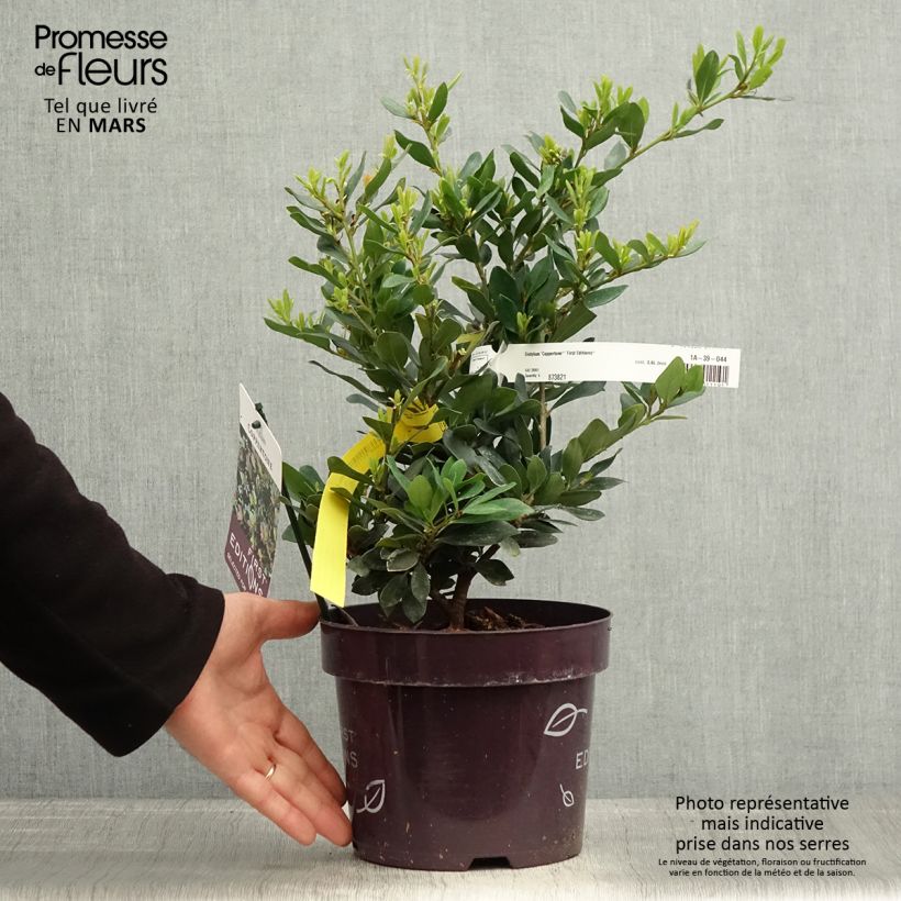 Distylium Coppertone 2L/3L pot sample as delivered in spring