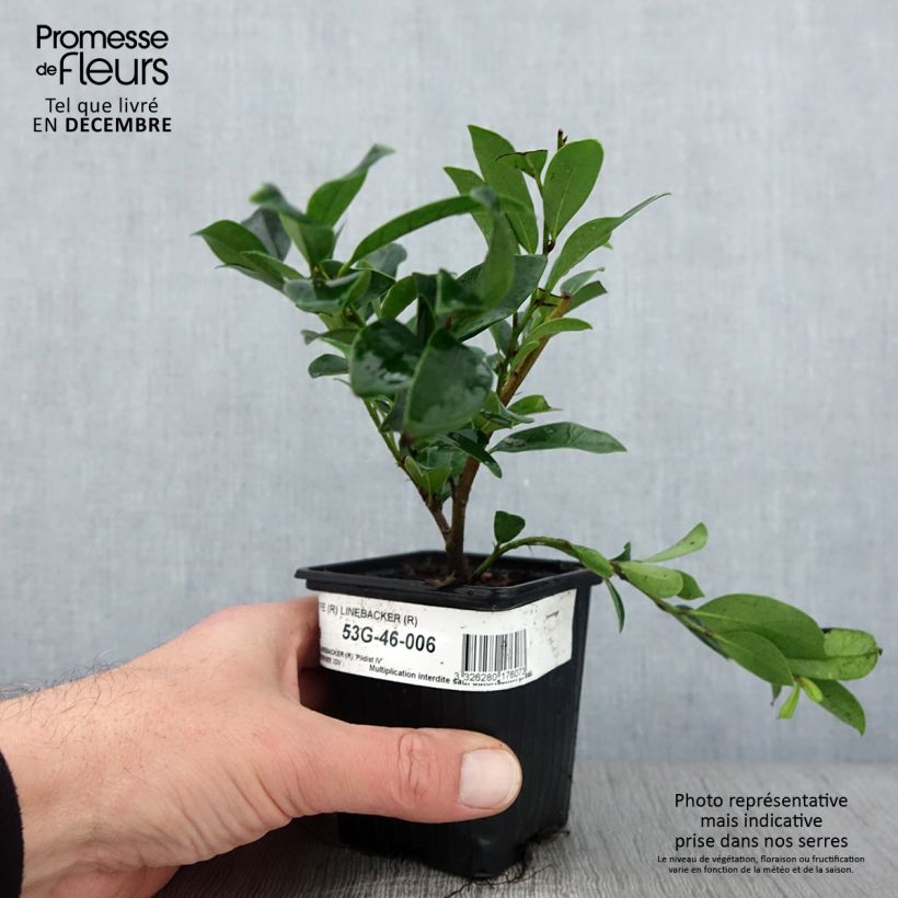 Distylium Linebacker 8/9 cm pot sample as delivered in autumn