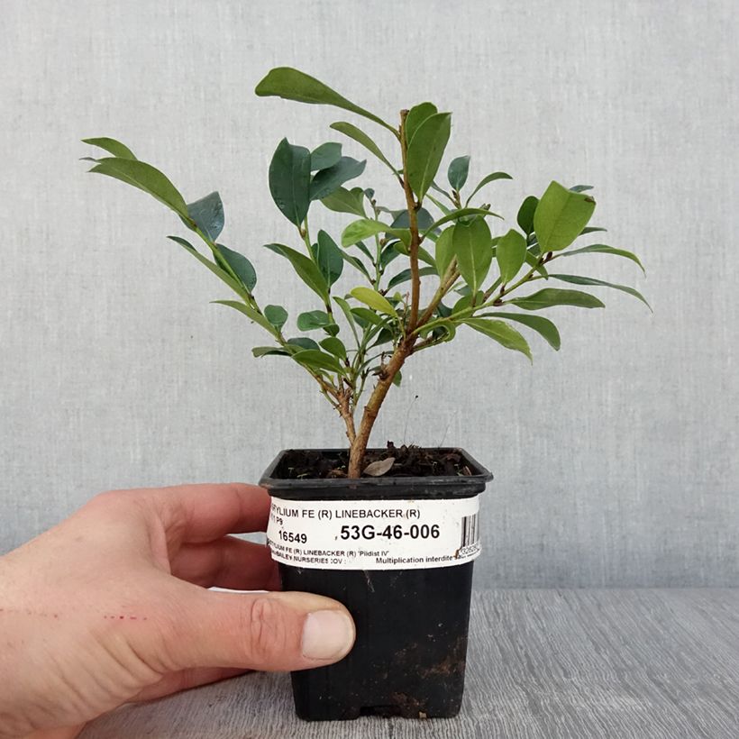 Distylium Linebacker 8/9 cm pot sample as delivered in spring