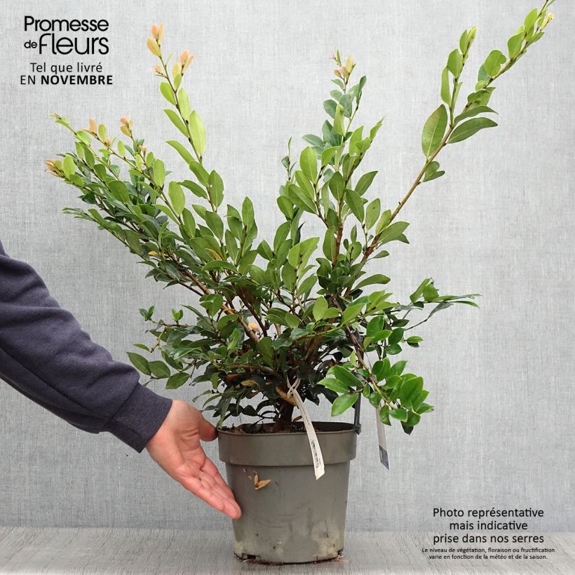 Distylium Linebacker 3L/4L pot sample as delivered in autumn