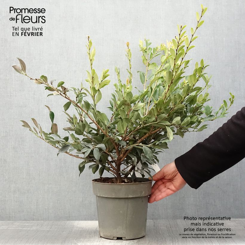 Distylium Linebacker 3L/4L pot sample as delivered in winter