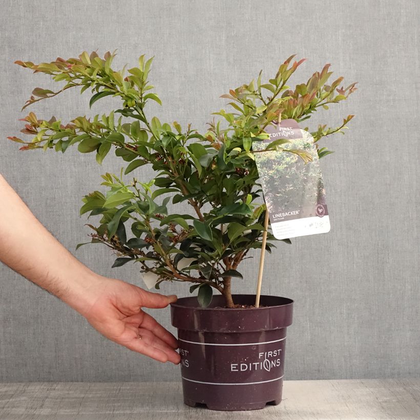 Distylium Linebacker 3L/4L pot sample as delivered in spring