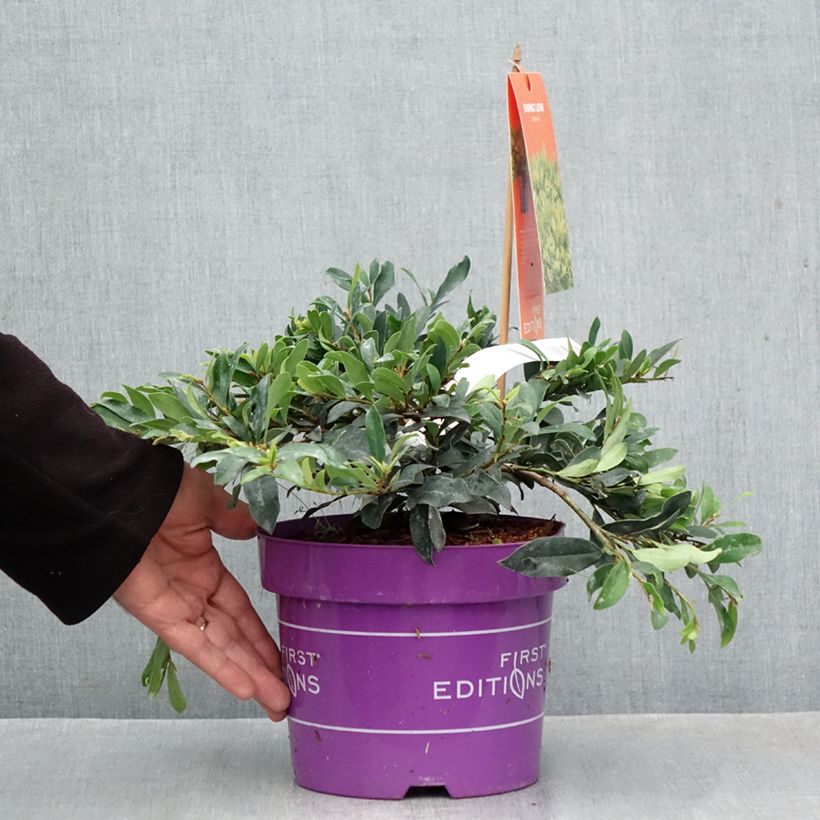 Distylium Swing Low 3L/4L pot sample as delivered in autumn