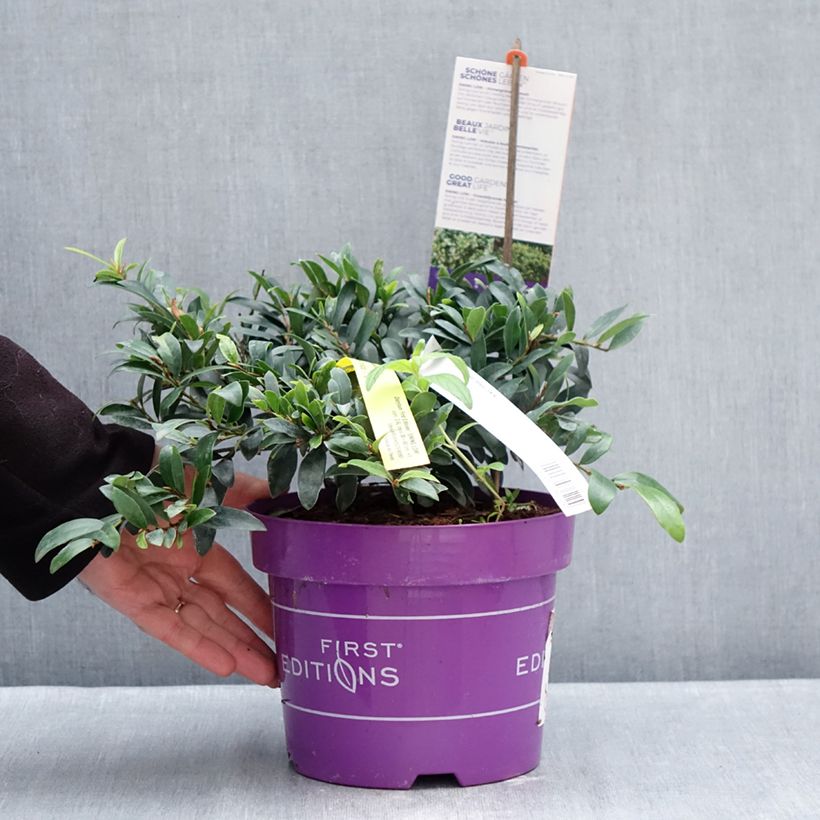 Distylium Swing Low 3L/4L pot sample as delivered in winter