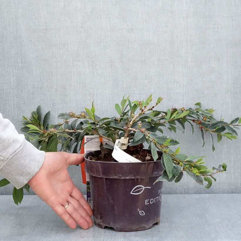 Distylium myricoides (x) racemosus Vintage Jade 2L/3L pot sample as delivered in spring