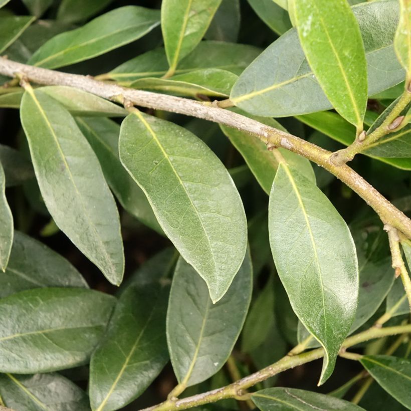 Distylium myricoides (x) racemosus Vintage Jade (Foliage)