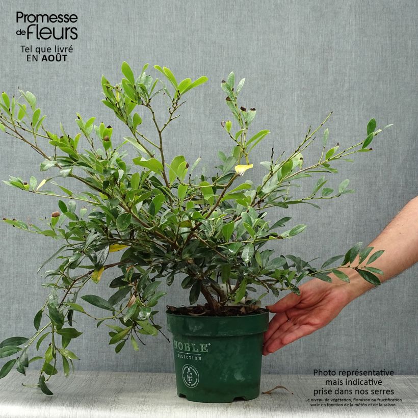 Distylium Blue Cascade 3L/4L pot sample as delivered in summer