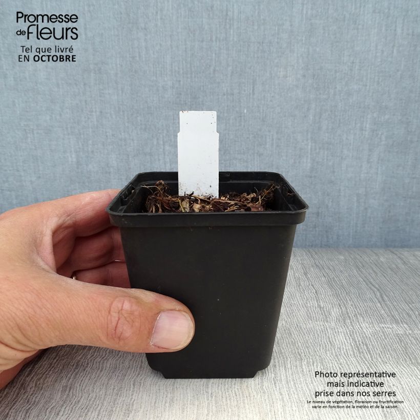Dodecatheon jeffreyi Rotlicht 8/9 cm pot sample as delivered in autumn