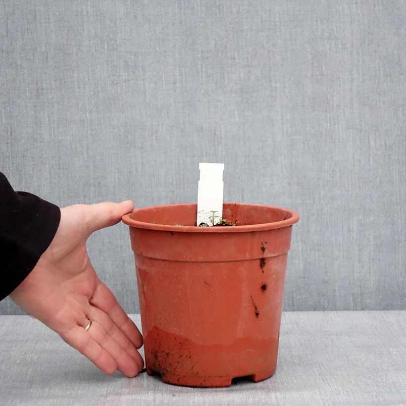 Dodecatheon jeffreyi Rotlicht 2L/3L pot sample as delivered in winter