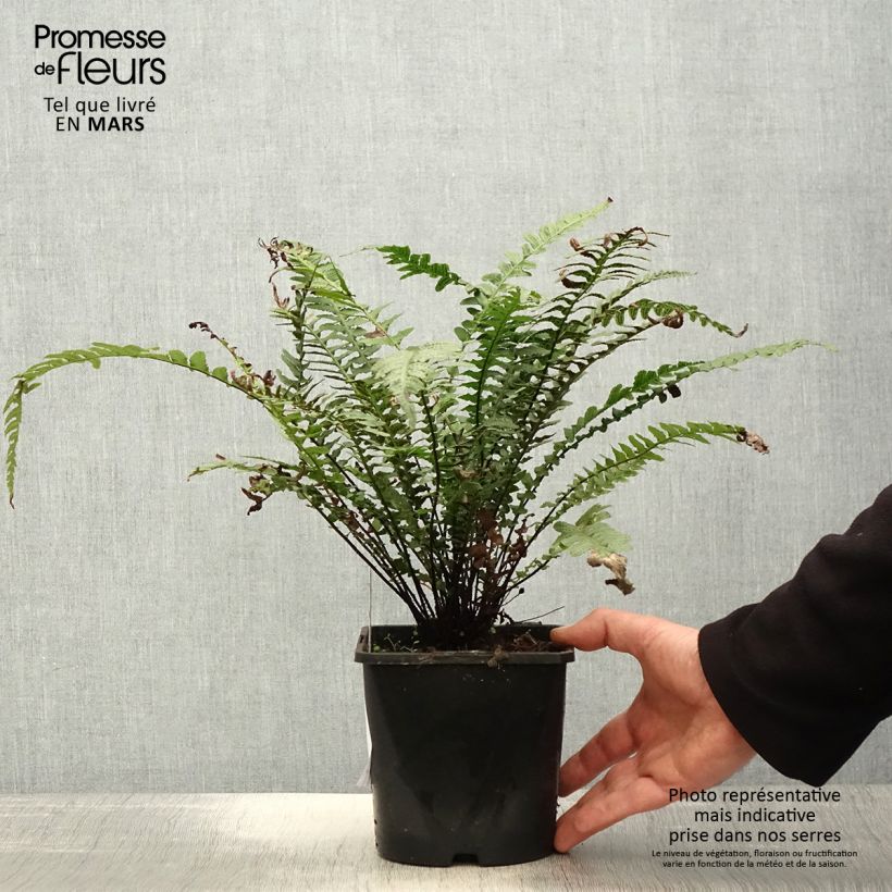 Doodia aspera Rough Ruby 2L/3L pot sample as delivered in spring