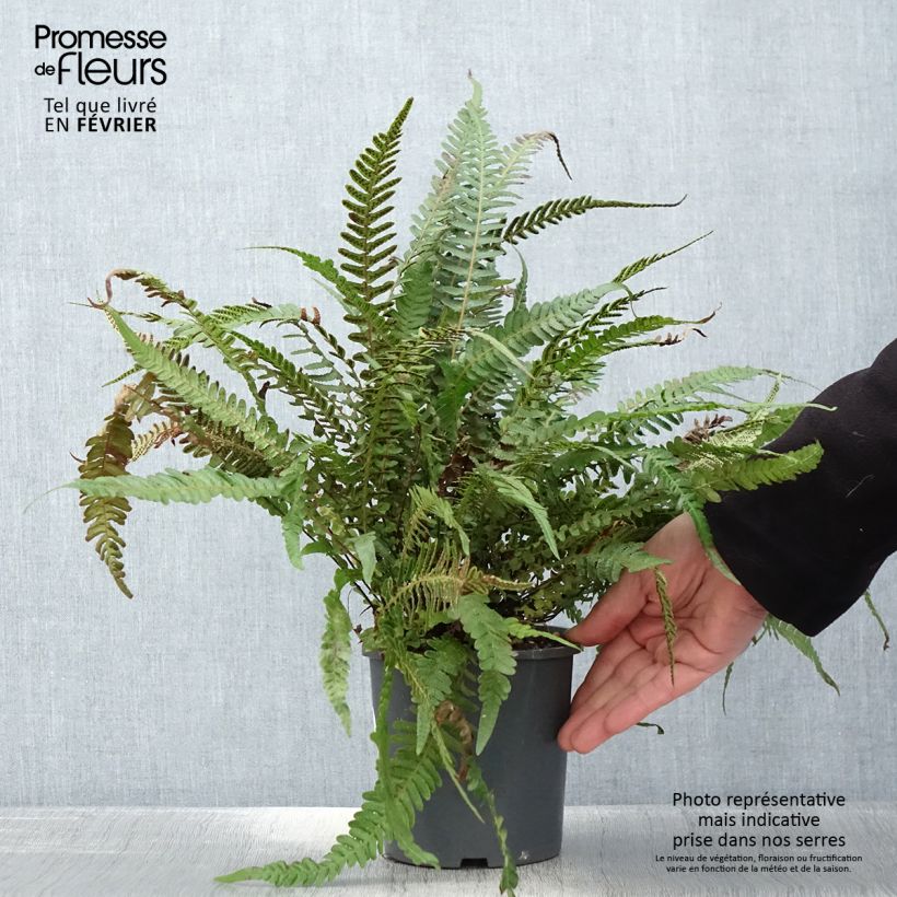 Doodia media 2L/3L pot sample as delivered in winter