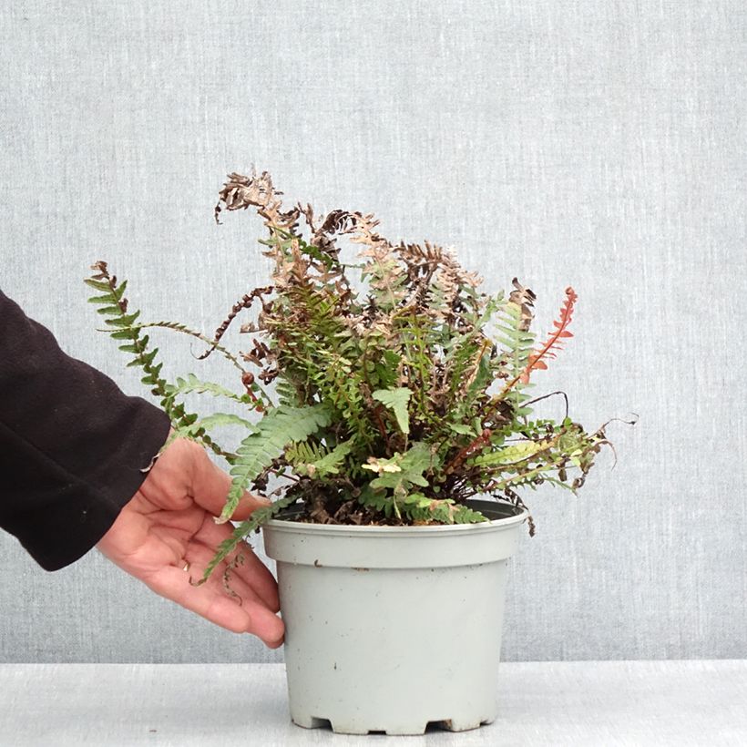 Doodia media 2L/3L pot sample as delivered in spring