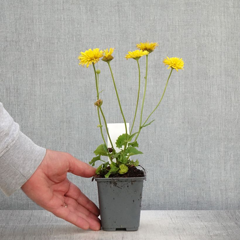 Doronicum Finesse 8/9 cm pot sample as delivered in spring