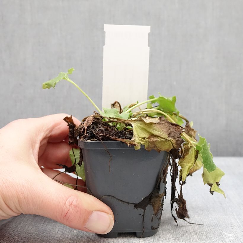 Doronicum Finesse 8/9 cm pot sample as delivered in winter