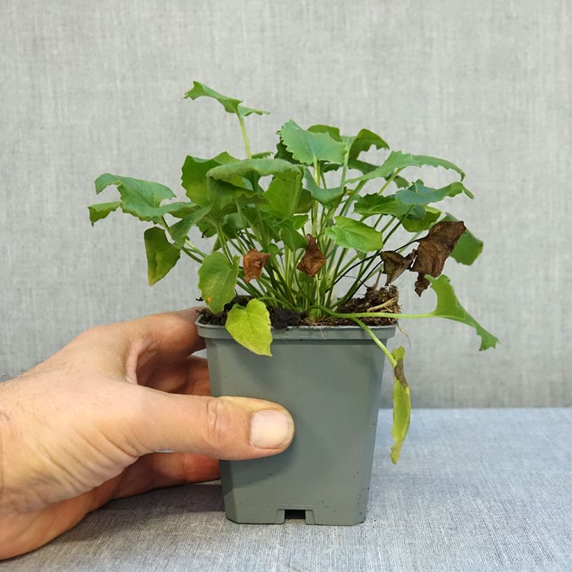 Doronicum orientale Magnificum 8/9 cm pot sample as delivered in autumn
