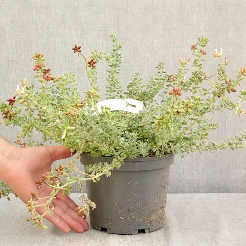 Dorycnium hirsutum Frejorgues 3L/4L pot sample as delivered in summer