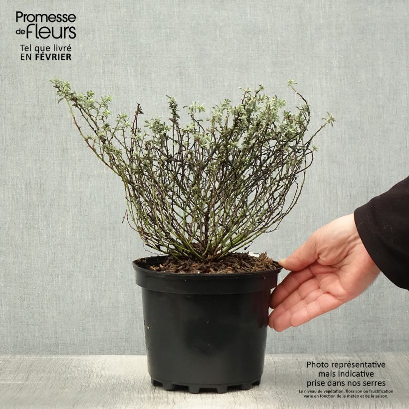 Dorycnium hirsutum Frejorgues 3L/4L pot sample as delivered in winter