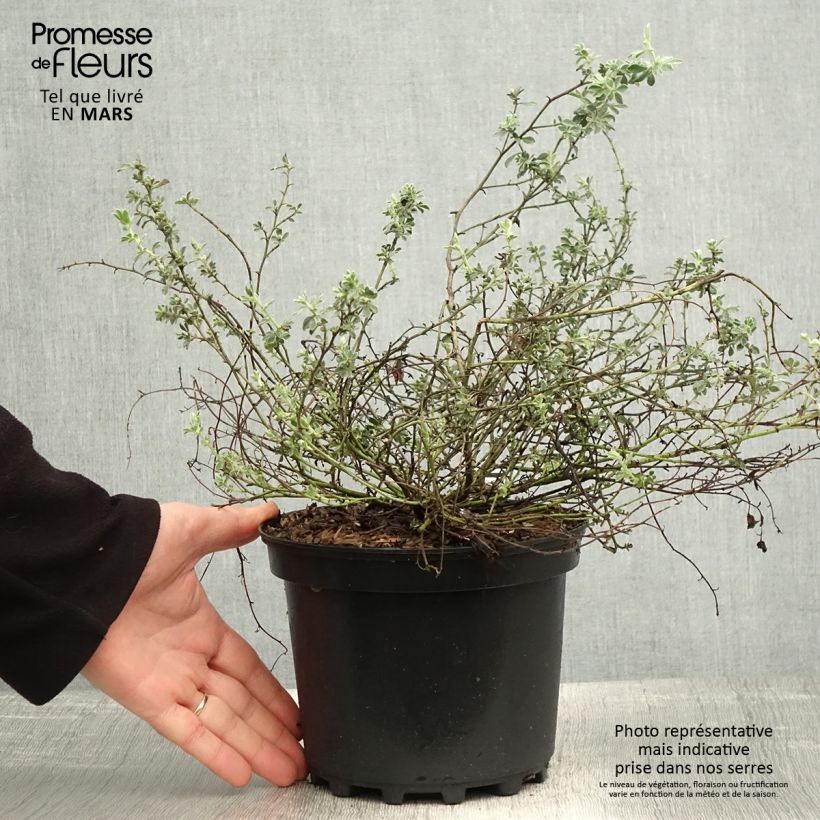 Dorycnium hirsutum Frejorgues 3L/4L pot sample as delivered in spring