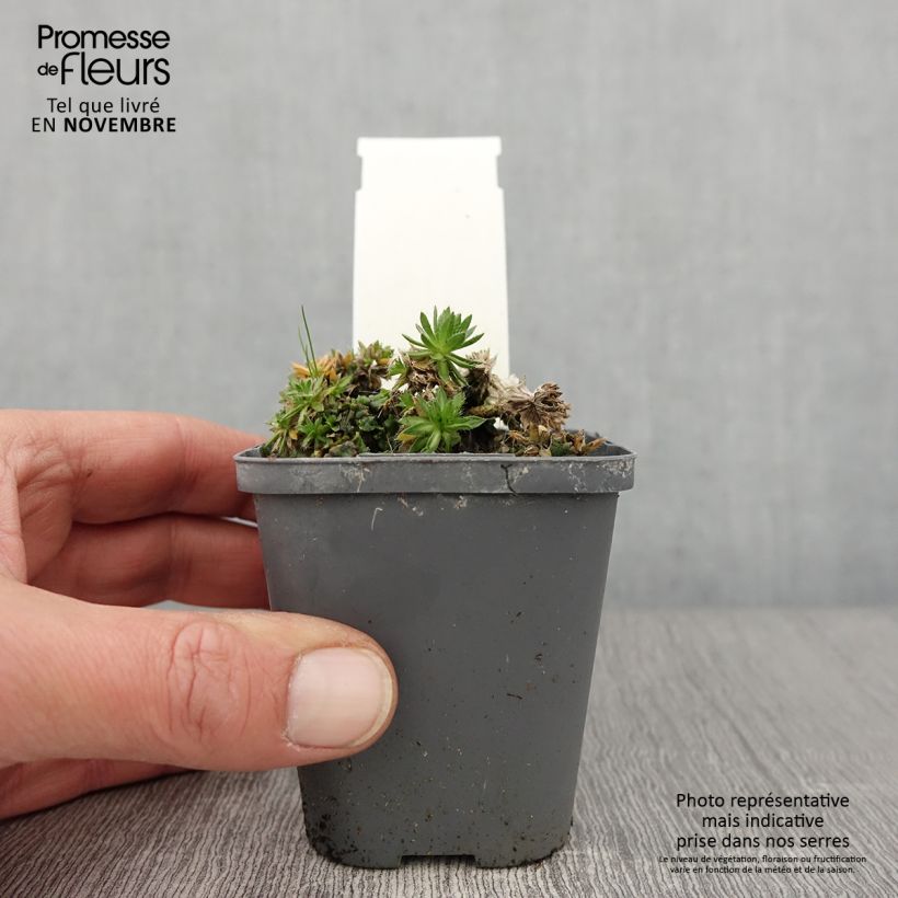 Draba sakuraii 8/9 cm pot sample as delivered in autumn