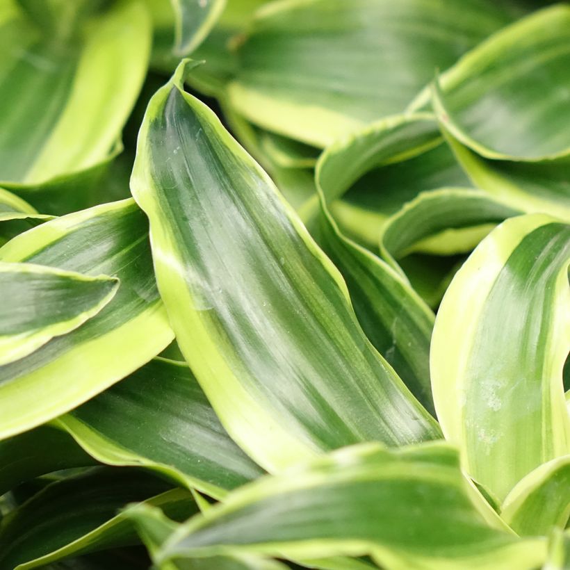 Dracaena fragrans Dragontree Tornado - Dragon tree (Foliage)