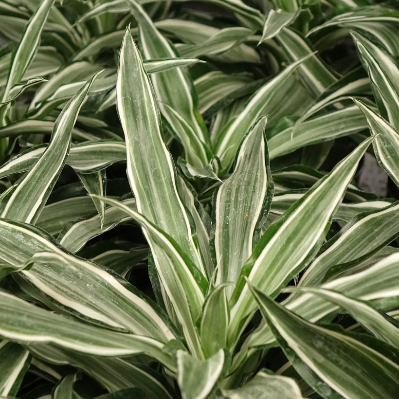 Dracaena fragrans Kanzi  - Corn plant (Foliage)