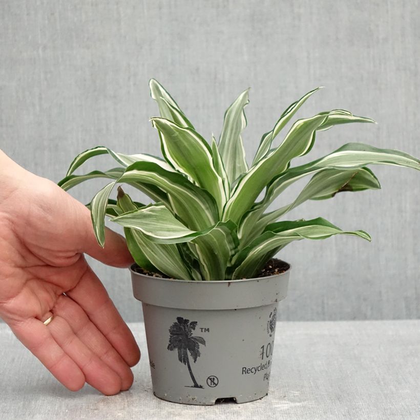 Dracaena fragrans Kanzi  - Corn plant 12cm pot sample as delivered in spring