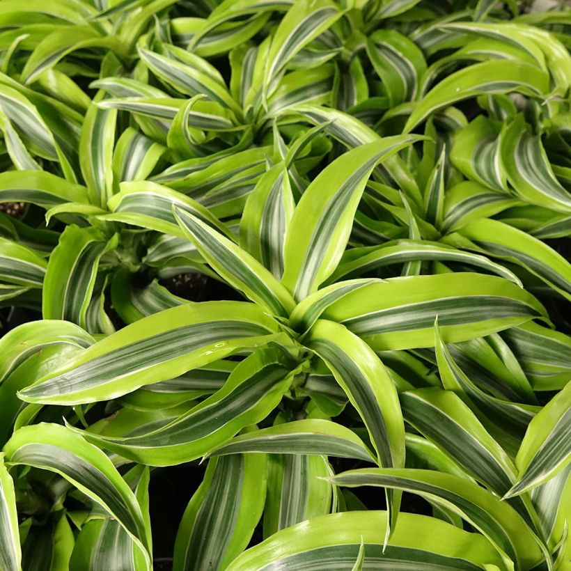 Dracaena fragrans Lemon Surprise - Dragon tree (Foliage)