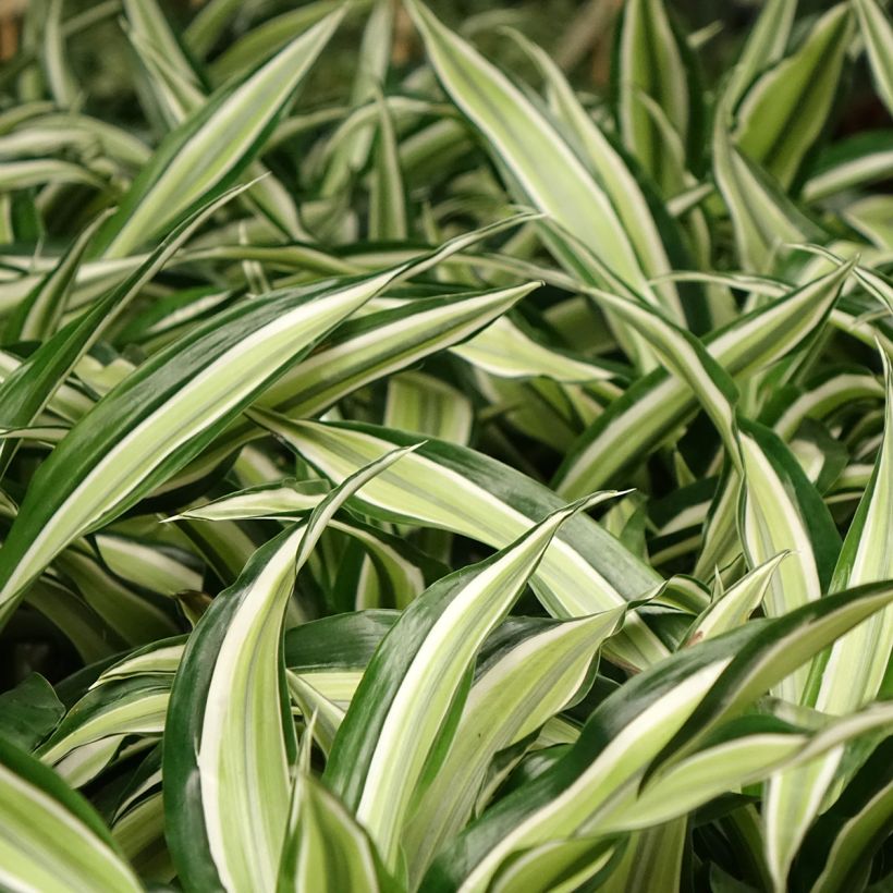 Dracaena fragrans Malaika - Corn plant (Foliage)