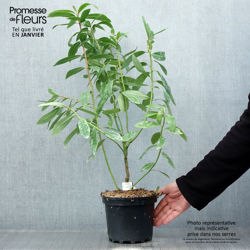 Drimys winteri 3L/4L pot sample as delivered in winter