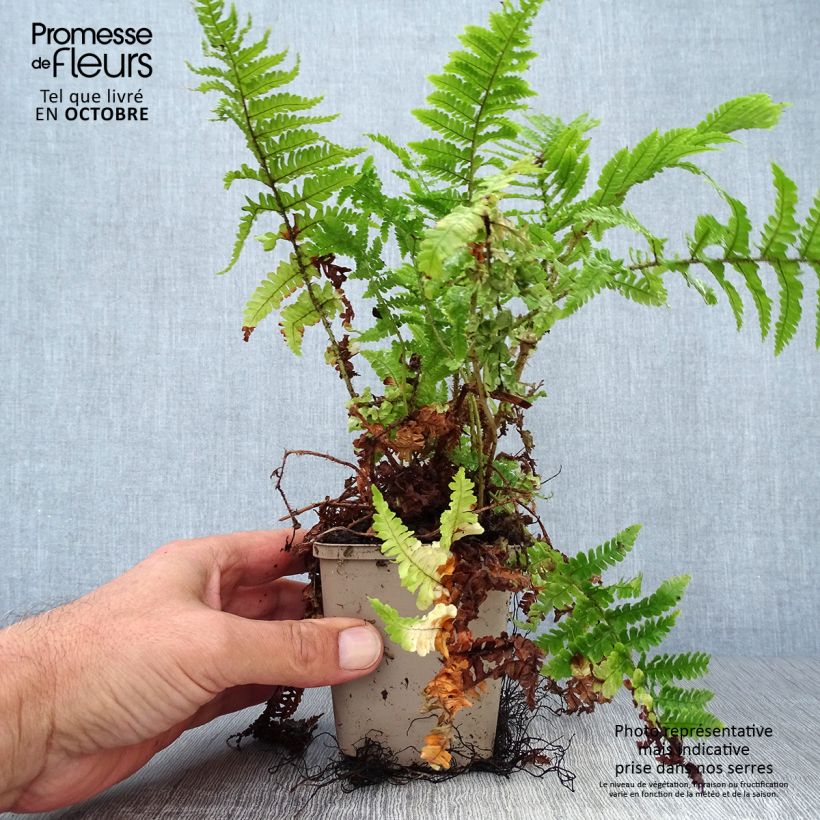 Dryopteris affinis Crispa - Scaly Male Fern 8/9 cm pot sample as delivered in autumn