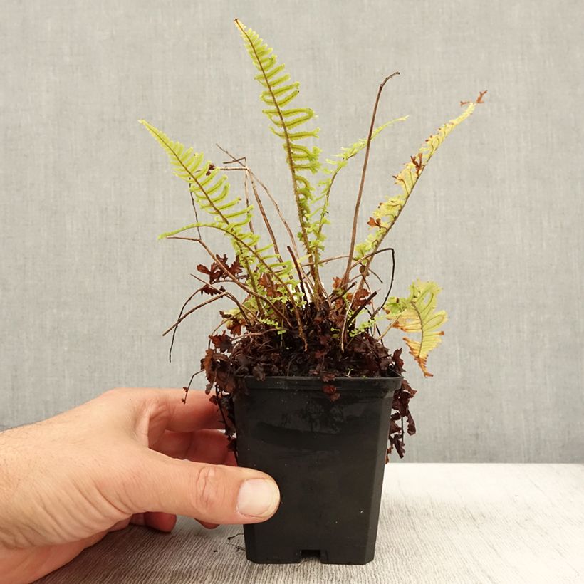 Dryopteris affinis Cristata - Scaly Male Fern 8/9 cm pot sample as delivered in autumn