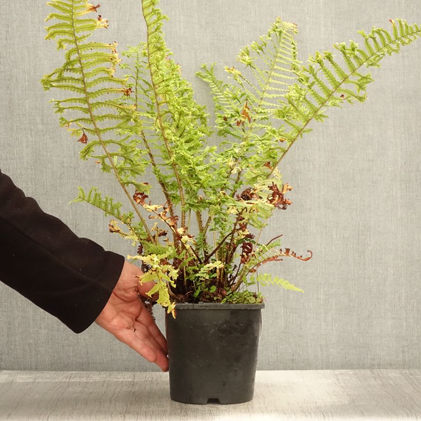 Dryopteris affinis Cristata - Scaly Male Fern 2L/3L pot sample as delivered in autumn