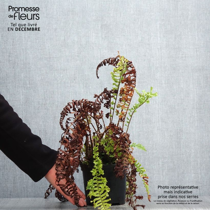 Dryopteris affinis Cristata - Scaly Male Fern 2L/3L pot sample as delivered in winter